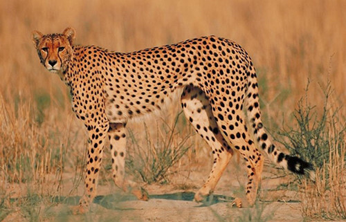 인간이 치타와 싸워서 이길 수 있다는 의견 | 인스티즈