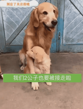 새끼 지키려는 인절미 | 인스티즈