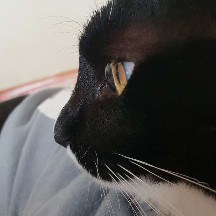 고양이들의 눈동자 | 인스티즈