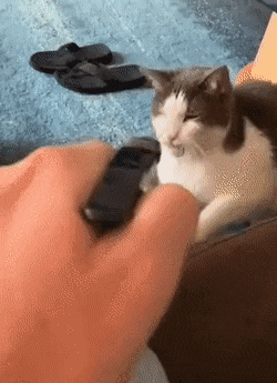 물 마시는 냥이 | 인스티즈