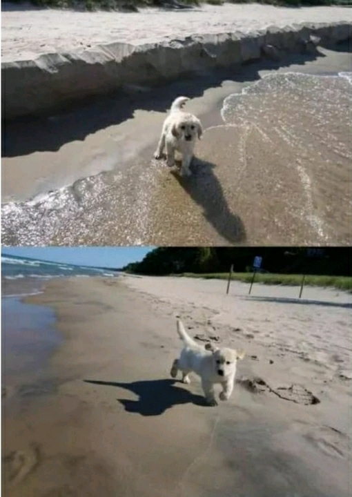 바다에 놀러간 애기 댕댕이.jpg | 인스티즈