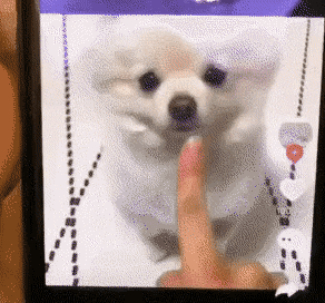 인스타 속 댕댕이와 우리집 댕댕이의 차이.gif | 인스티즈