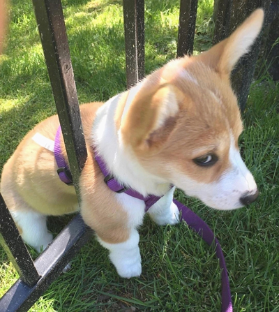 귀여운 강아지 움짤들 | 인스티즈