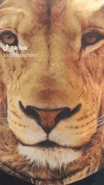 목숨걸고 사자 코 때리기... | 인스티즈