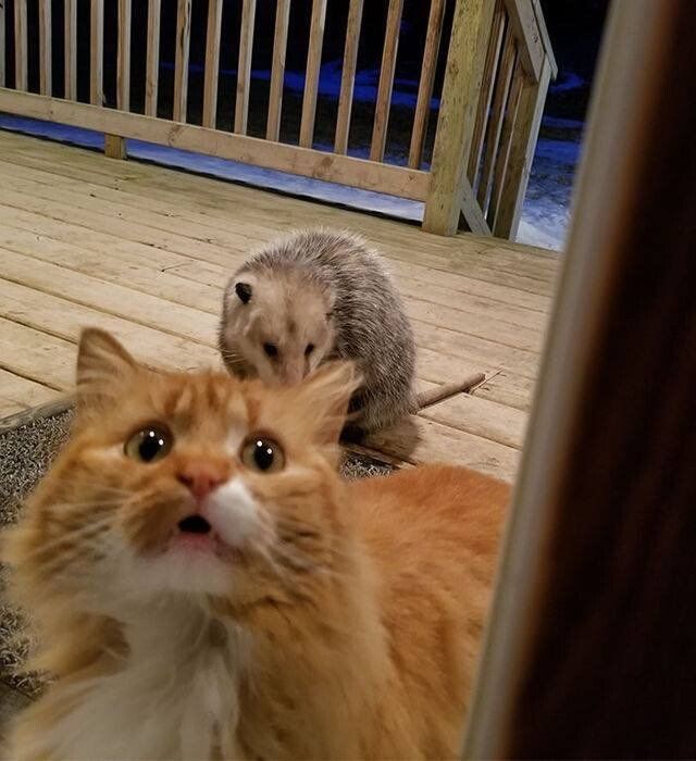 쥐에게 먹이뺐기고 인간에게 도움 요청하는 고양이 | 인스티즈