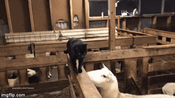 슬픈 고양이 모음 | 인스티즈