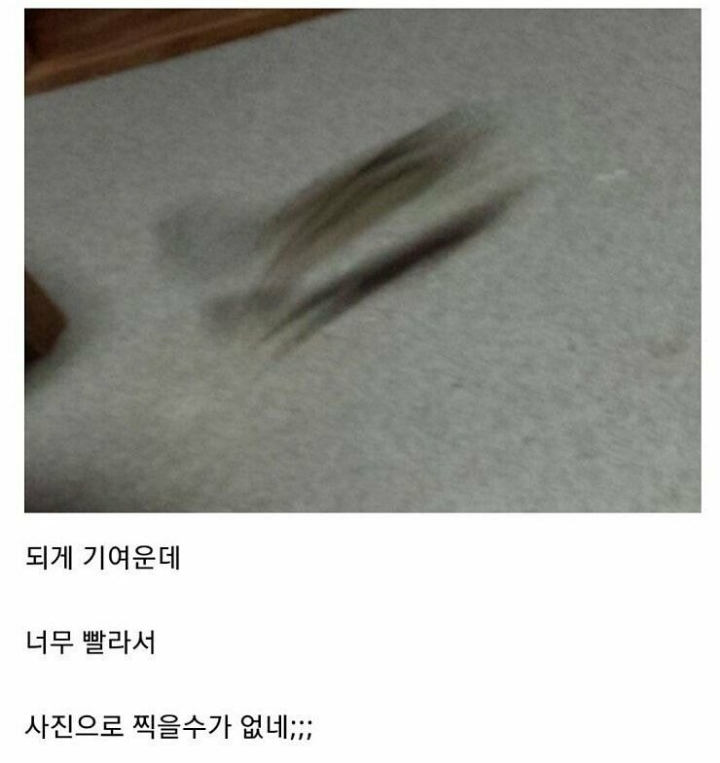 집에서 키우는 다람쥐사진 ㄷㄷ.JPG | 인스티즈