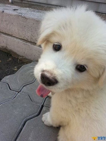 버려진 아기 강아지 주워서 기른 경찰들.jpg | 인스티즈