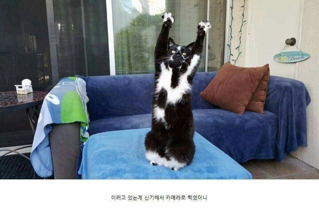 사진찍으면 포즈 취하는 냥이 | 인스티즈