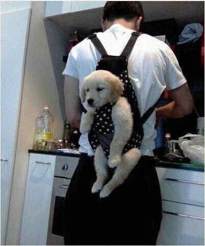 사고친 댕댕이 최후 | 인스티즈