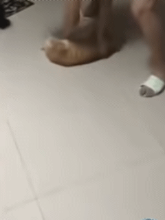 돌려달라고 하는고양이 | 인스티즈