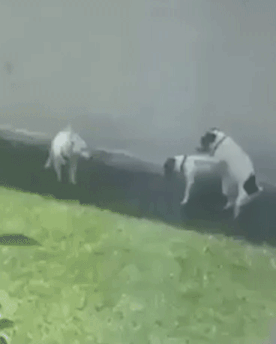 개가 짝짓기 시켜달라고 시위하는.Manhwa | 인스티즈