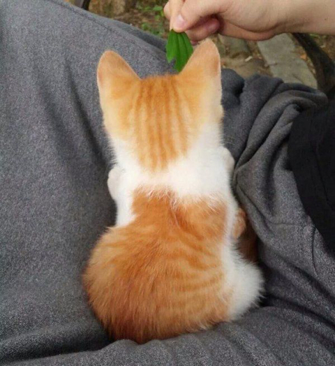 털뭉치같은 고양이들 | 인스티즈