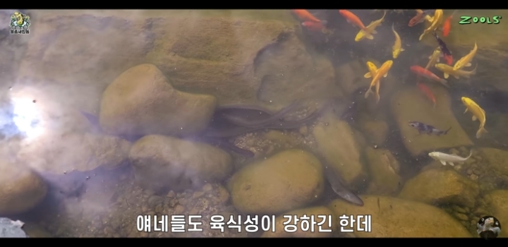 직접 만든 연못에 새로운 어종 추가하는 유튜버.jpg | 인스티즈