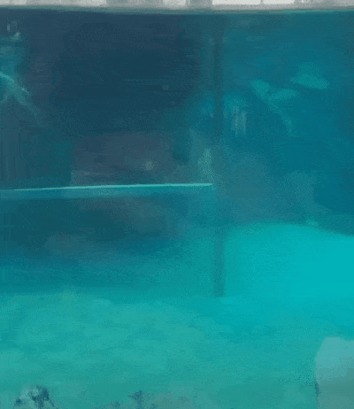 악어가 물 속을 이동하는 법 | 인스티즈