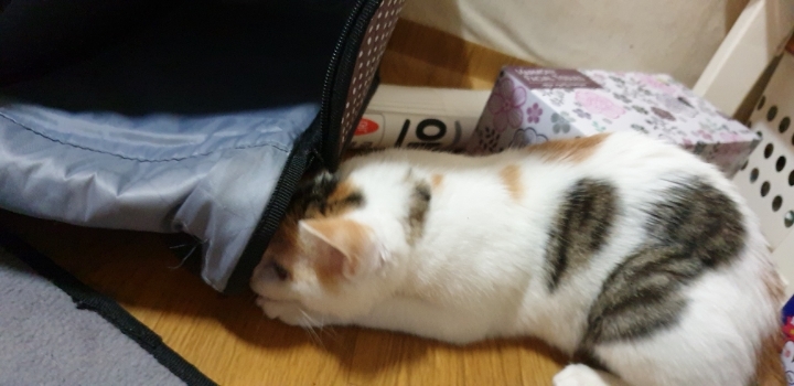 멋대로 들어온 고양이 안나간지 53일차 (짤있음 데이터 조심) | 인스티즈