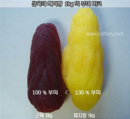 근육과 지방의 차이 | 인스티즈