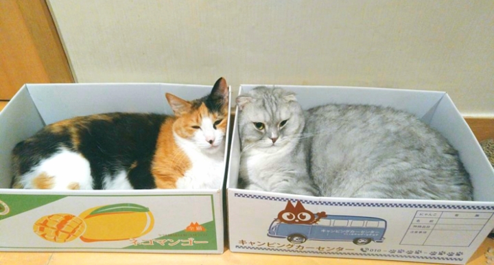 트위치 최고냥이 | 인스티즈