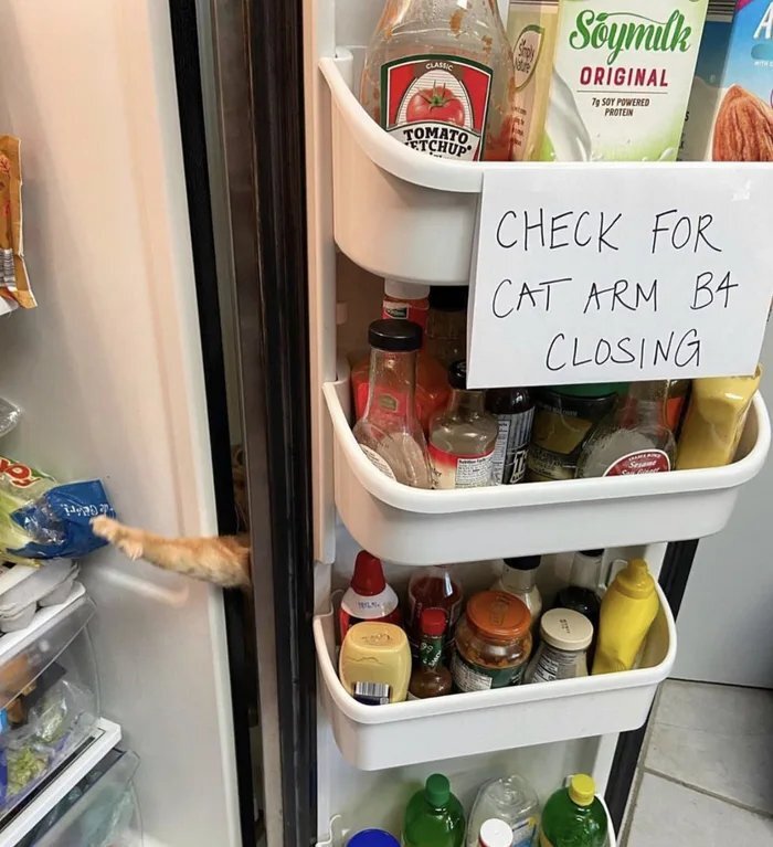 문 닫기 전 고양이 팔을 조심하세요.jpg | 인스티즈