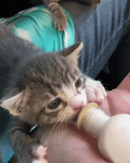 새끼고양이 우유먹을때 특징.gif | 인스티즈