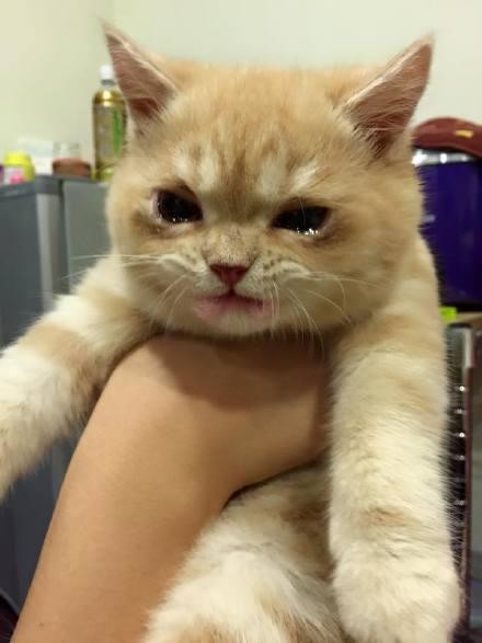 약먹고 우는 고양이.jpg | 인스티즈