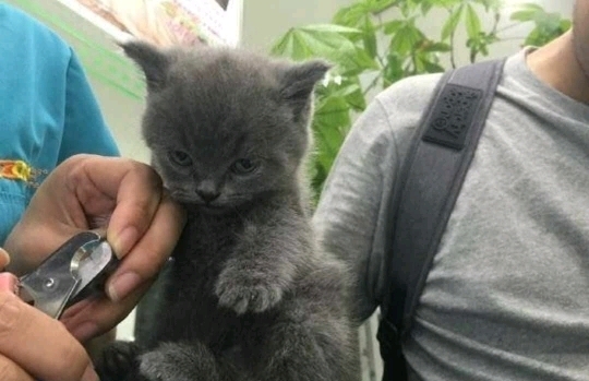 태어나서 처음으로 발톱 자르는 강아지와 고양이 | 인스티즈