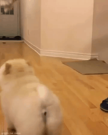 댕댕이의 엄청난 점프력.gif | 인스티즈