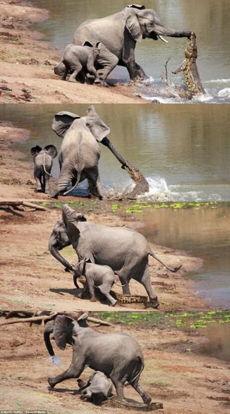 100일 후에 죽는 악어 ㅡ完ㅡ | 인스티즈