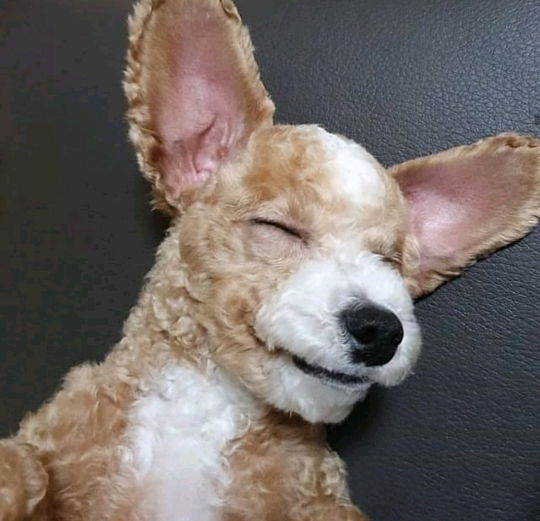 진짜같은 강아지 인형 | 인스티즈