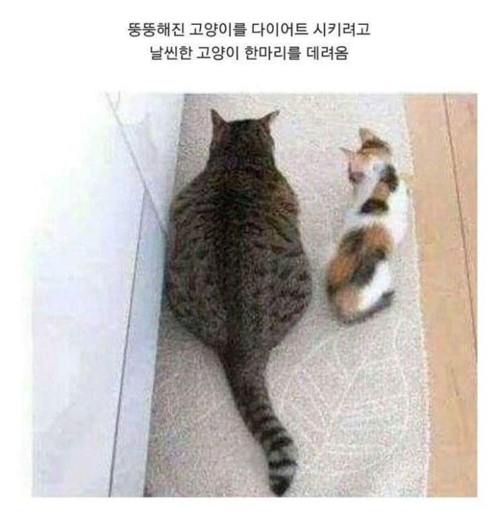 뚱냥이 다이어트 시키려고 친구 데려옴 | 인스티즈