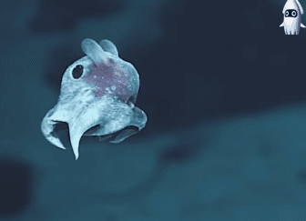 심해에 사는 귀여운 덤보문어...gif | 인스티즈