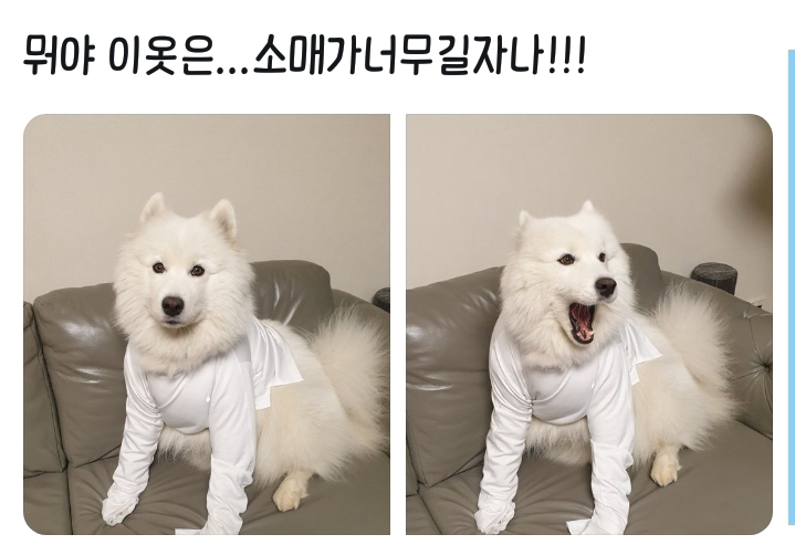 웹툰 극한견주 주인공 사모예드 댕댕이 솜이 사진들.jpg | 인스티즈