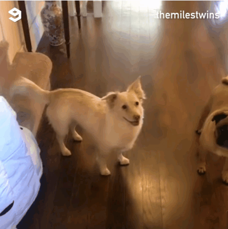 귀가 안들리는 개에게 산책가자고 말하는 법.gif | 인스티즈