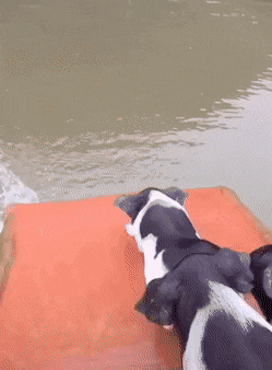 다이빙으로 물에 들어가는 돼지들 | 인스티즈