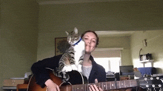 기타치는 집사와 고양이 | 인스티즈