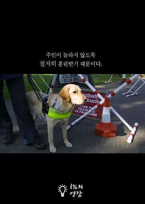 안내견이 짖은이유 | 인스티즈