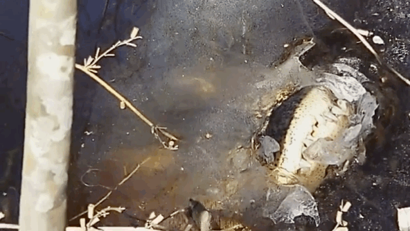 악어가 물이 언 겨울철을 나는 방법 | 인스티즈