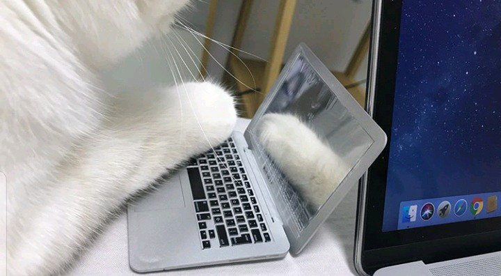 고양이 방해방지용 노트북...jpg | 인스티즈