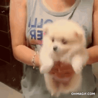 허공에서 수영하는 댕댕이.gif | 인스티즈