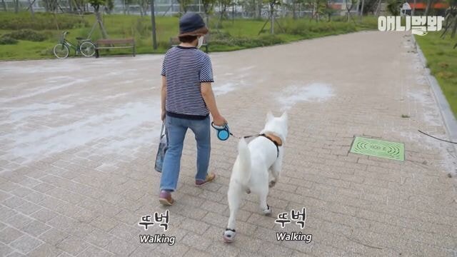 현재 본방 끝나고 호돌이 / 시청자 우롱 으로 논란 중인 동물농장 | 인스티즈