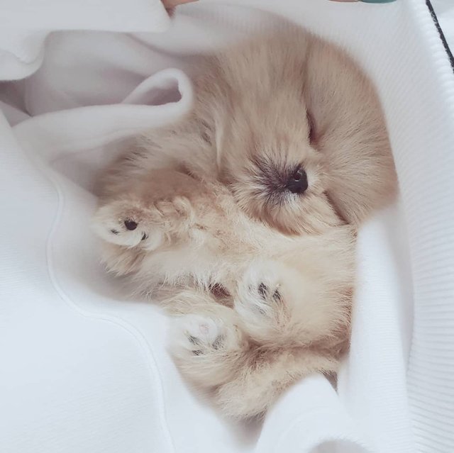 빠떼리 누나가 키우는 댕댕이ㅋㅋㅋㅋ (움짤) | 인스티즈