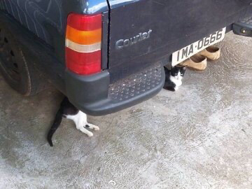 이상한 동물 피규어 모음.jpg | 인스티즈