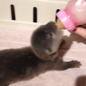 우유 먹는 아기 수달.gif | 인스티즈