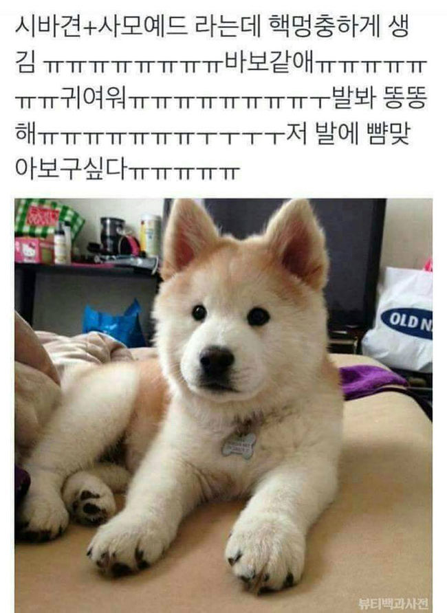 시바견+사모예드=시바예드 | 인스티즈