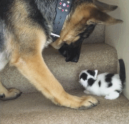 은퇴한 군견과 고양이 | 인스티즈