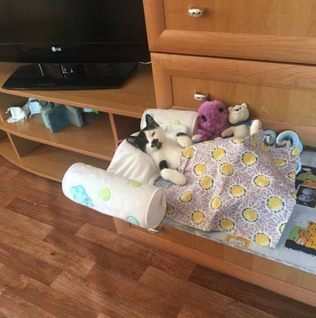 꿀잠자는 고양이들 | 인스티즈