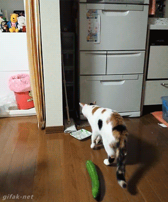 고장난 고양이 | 인스티즈