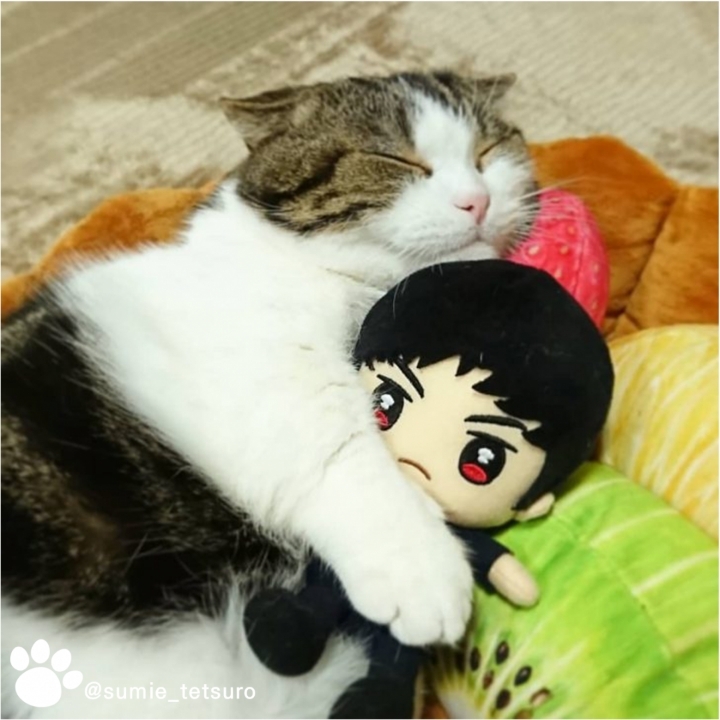 인형 안고자는 고양이 | 인스티즈