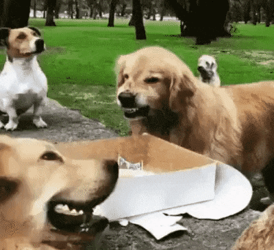 주인음식 지키는 골댕이 | 인스티즈