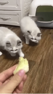 두리안 냄새맡은 댕댕이와 냥이 반응 | 인스티즈